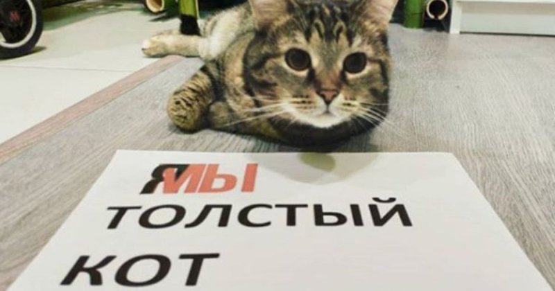 Кот Виктор мемы