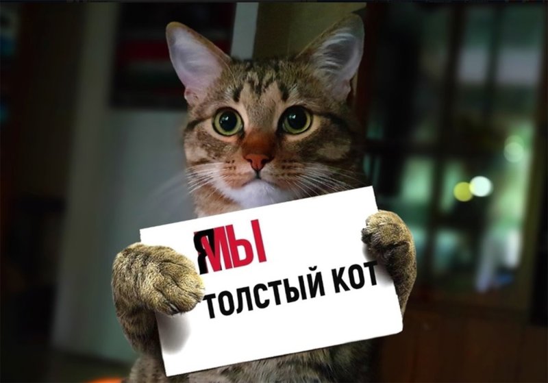 Я мы толстый кот