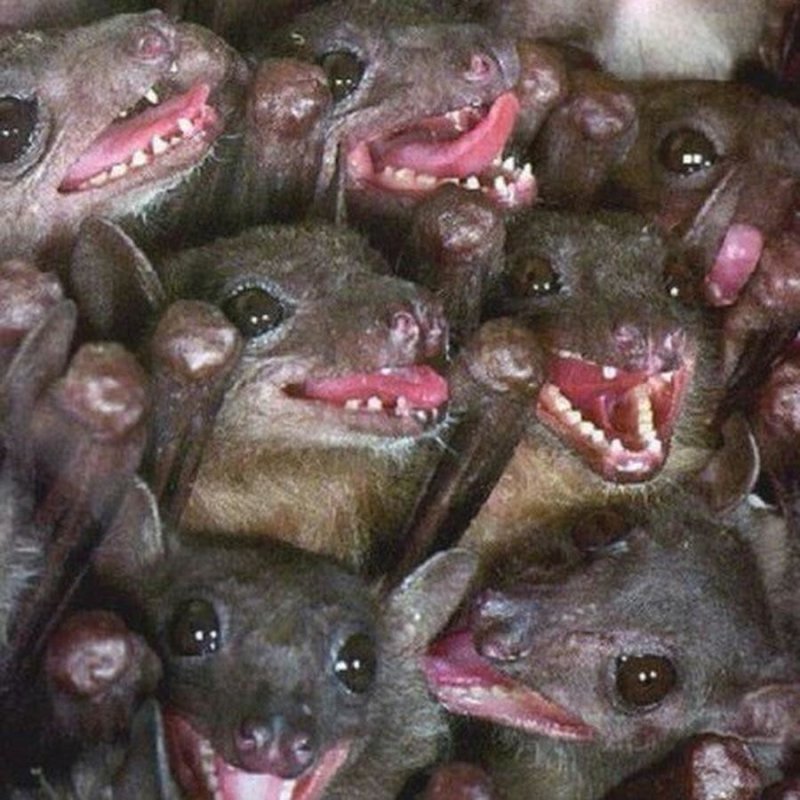 Летучая мышь смешная
