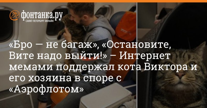 Кот Виктор Аэрофлот мемы