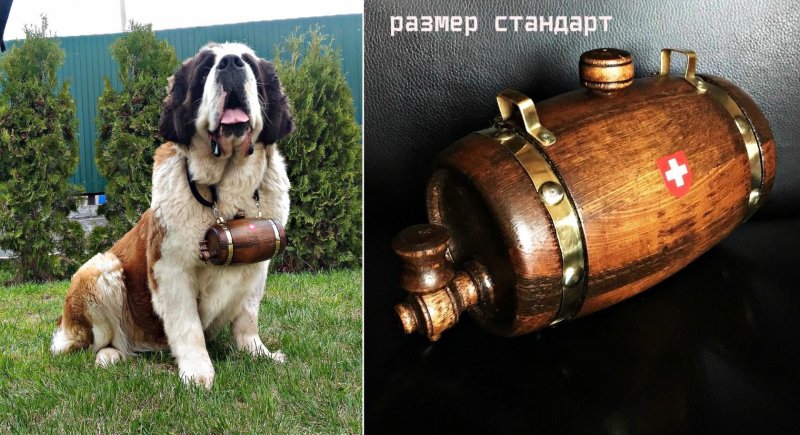 Сенбернар с бочонком Рома