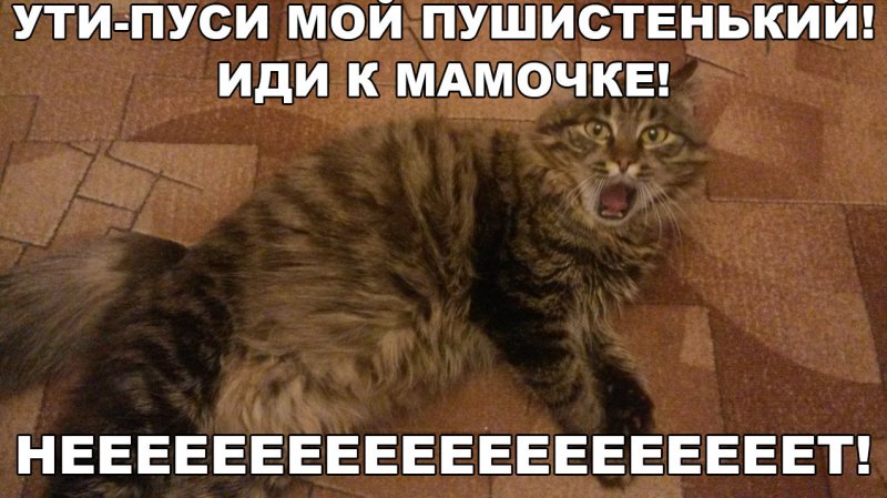 Кот Мем