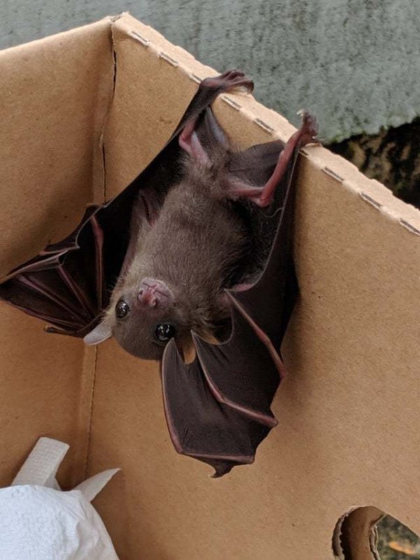 Карликовый эполетовый крылан