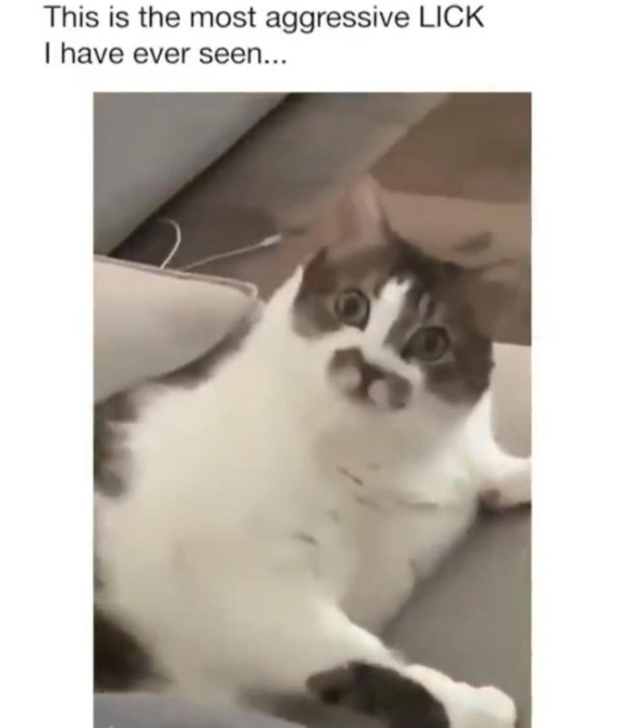 Кот исчезает Мем