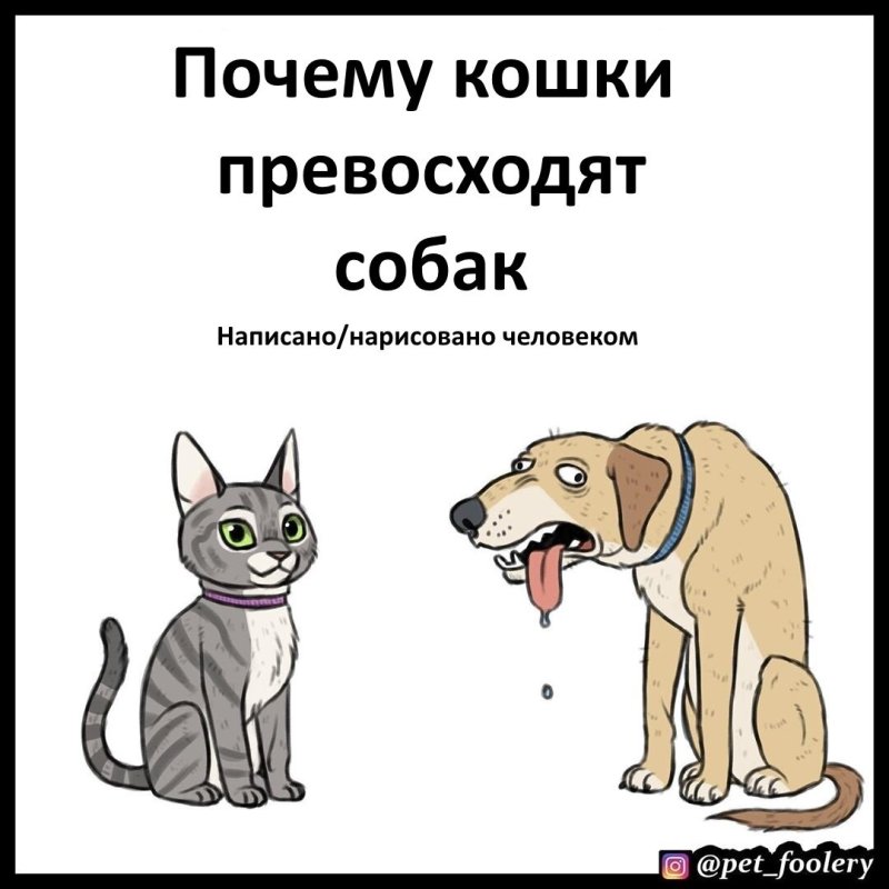 Кто лучше собака или кошка