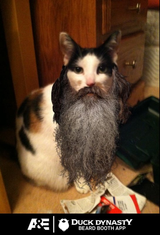 Бородатая кошка