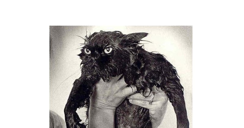 Промокший кот