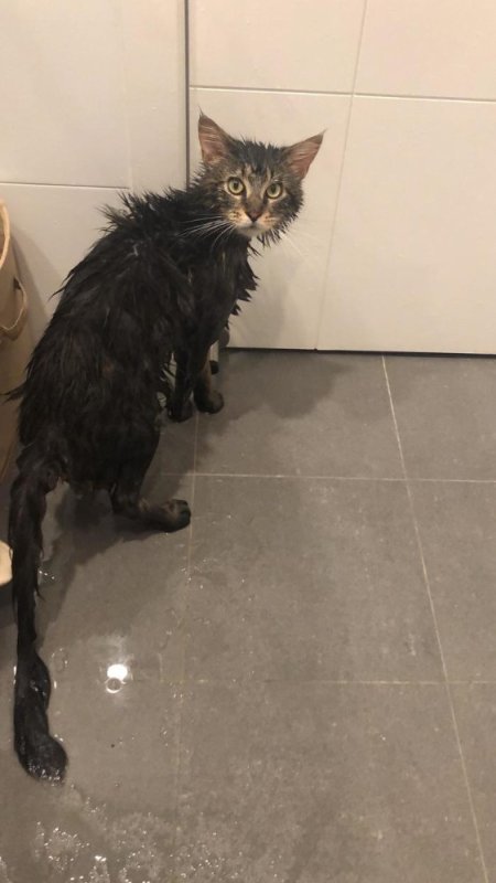 Мокрая кошка