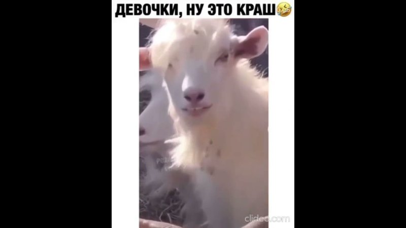 Козёл с Чолкой