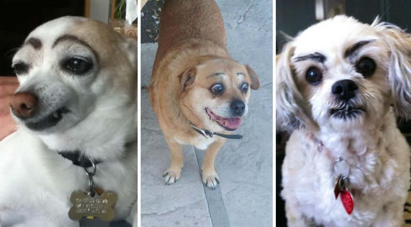 Накрашенная собака