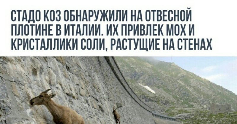 Горные козлы приколы