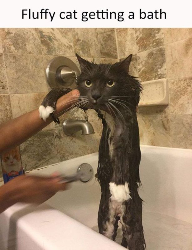 Смешной кот в ванной