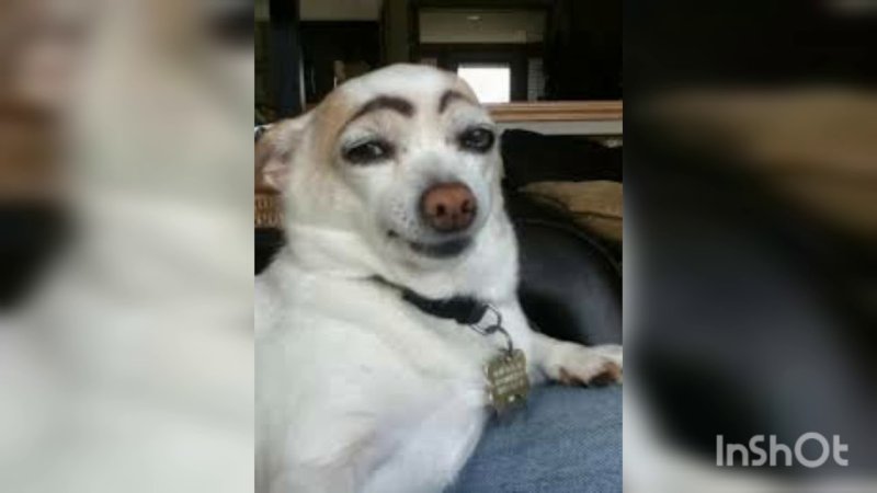 Собака с мема с бровями