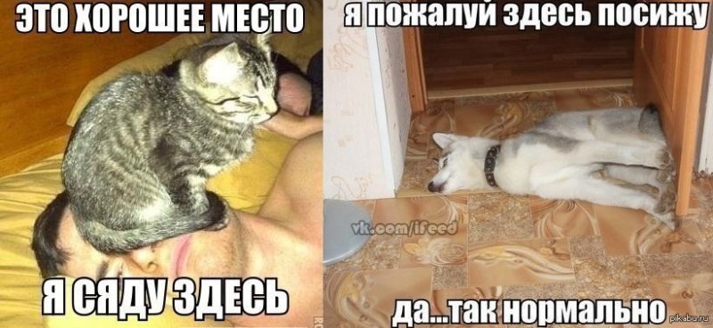 Мемы с кошками