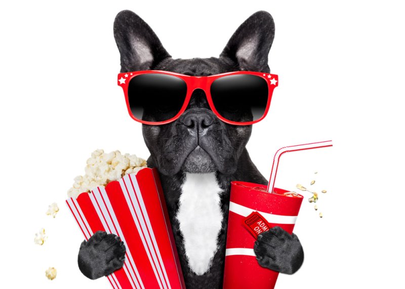 Собака в очках с попкорном
