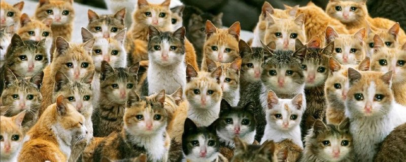 Много кошек
