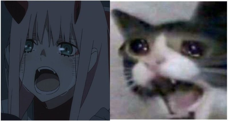 Анимешный кот Мем