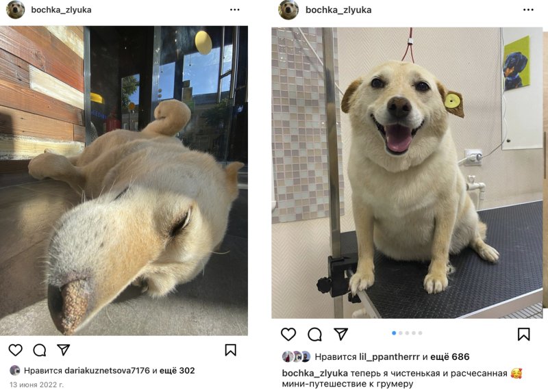 Знаменитые собаки