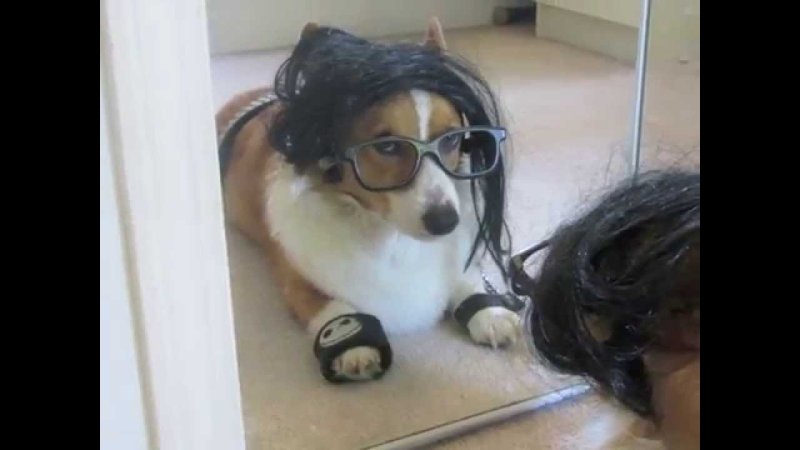 Эмо собака Мем