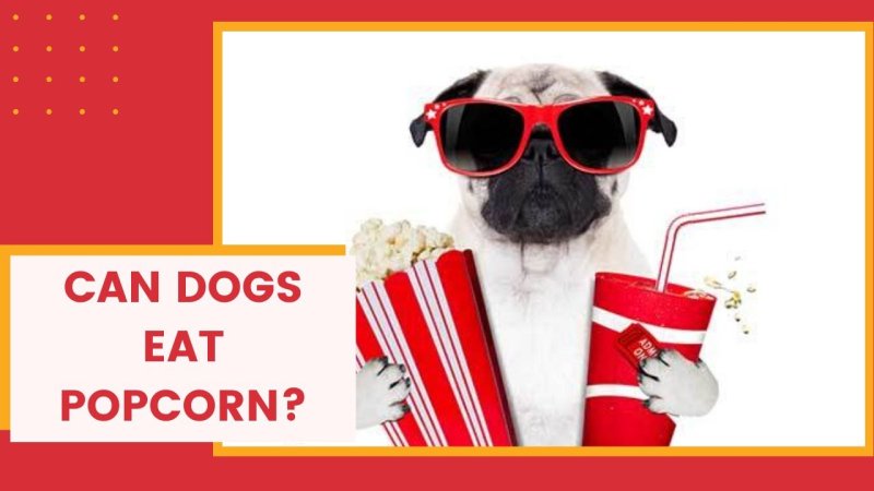 Мопс с попкорном