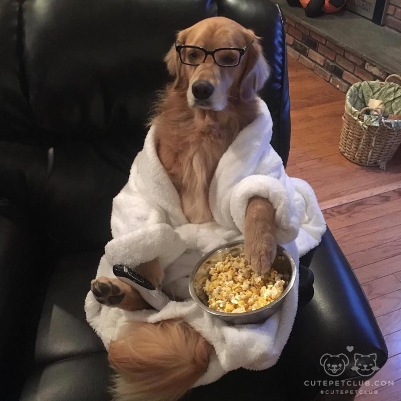 Она собака часовая