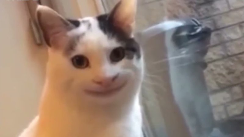 Кот лыбится