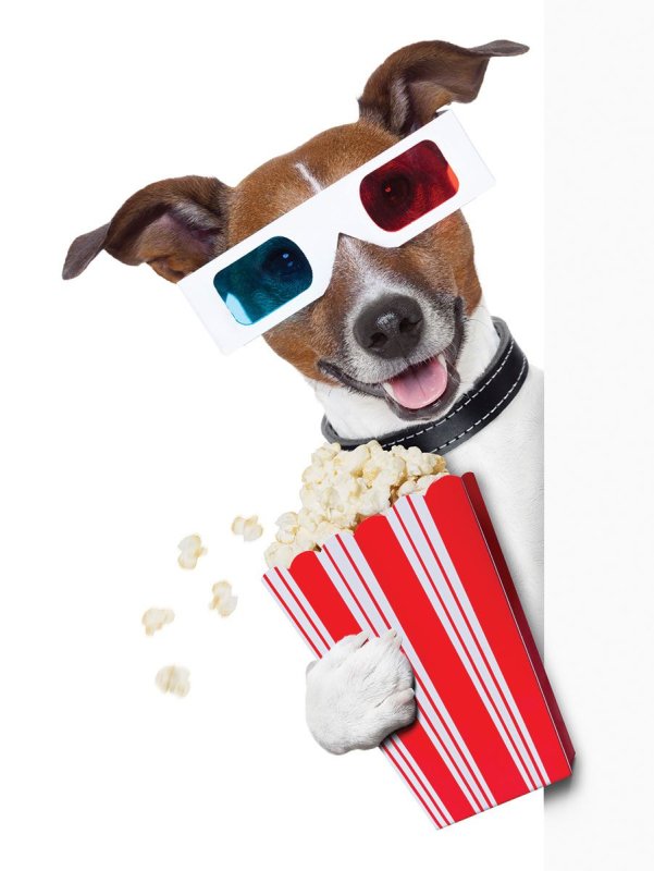 Джек Рассел