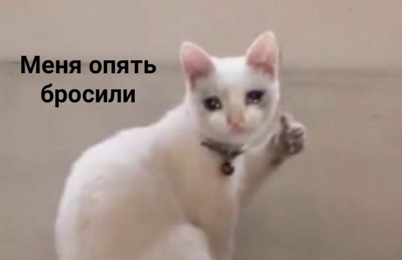 Кошка Мем