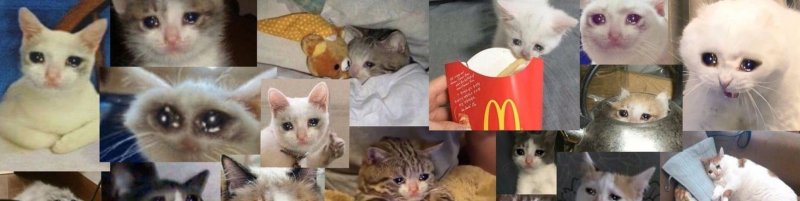 Котики из мемов