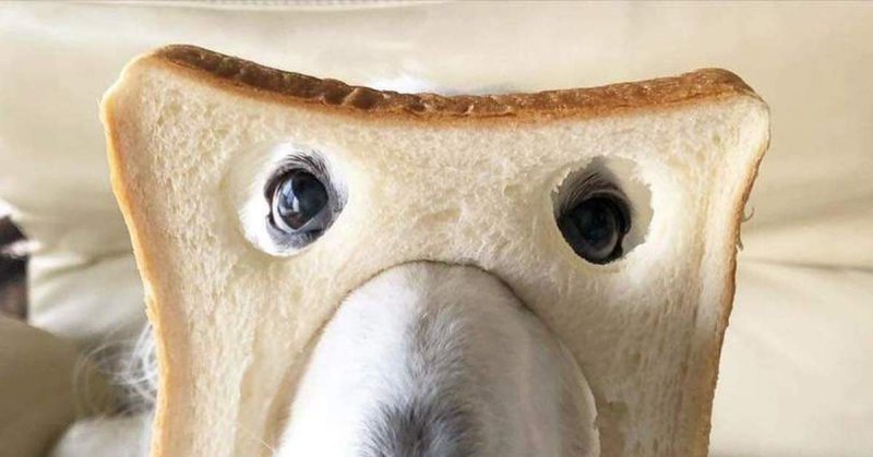 Собака с хлебом на морде