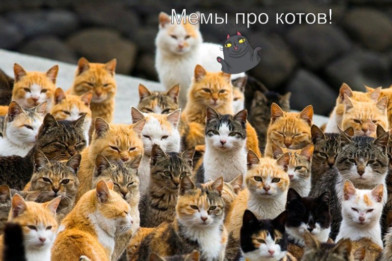 Аосима кошачий остров в Японии