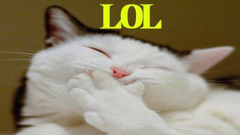 Котик кусает лапу