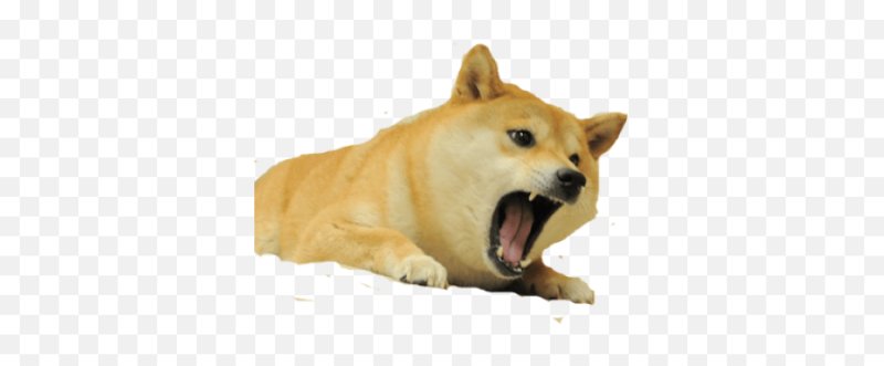 Doge собака