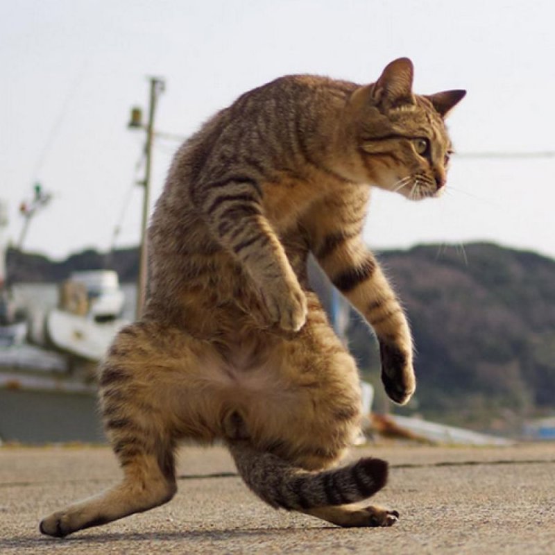 Котик в стойке