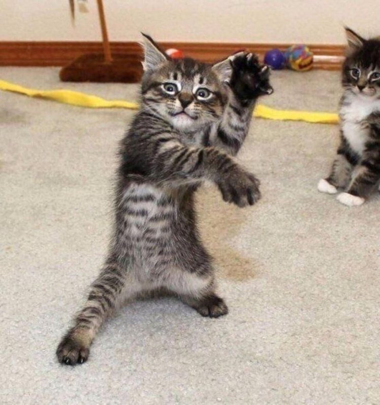 Кот в боевой стойке