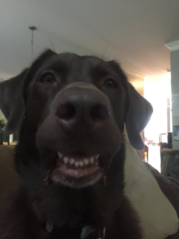 Собака на фронталке