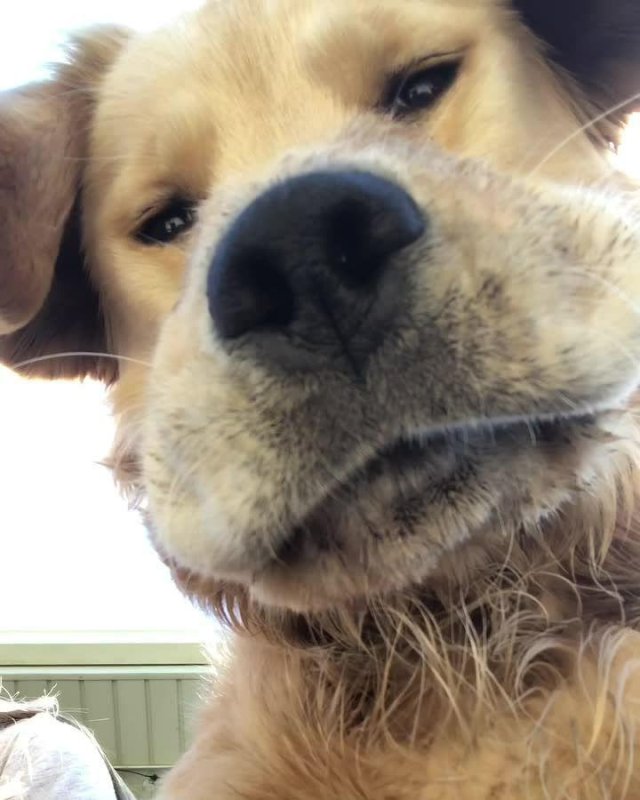 Животные фронталка