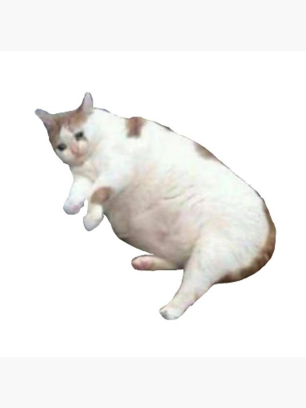 Толстый кот