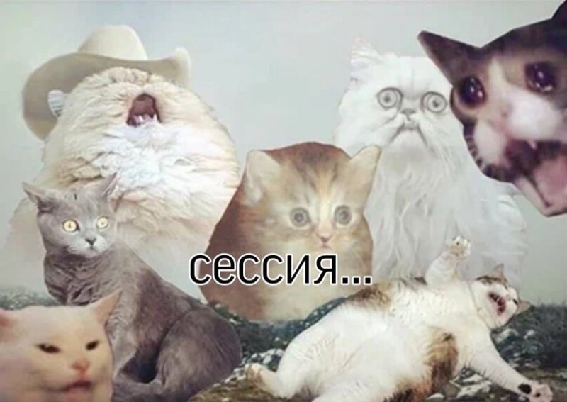 Много довольных котов