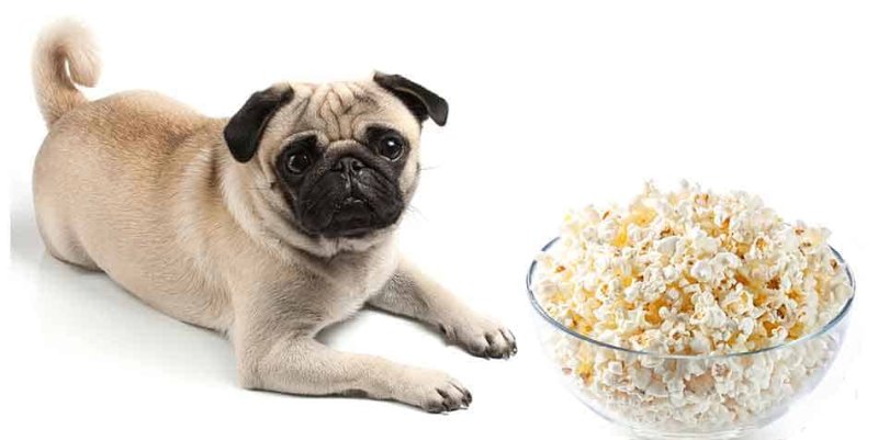 Собака ест попкорн