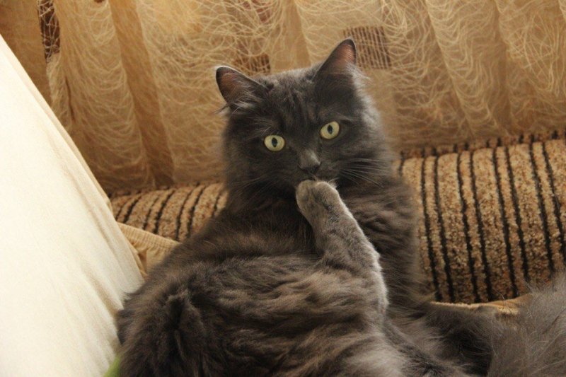 Удивленный кот лапой рот закрыл