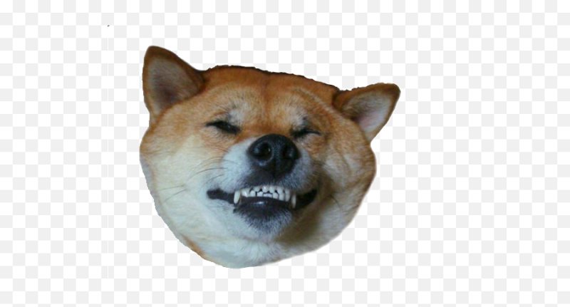 Доге без фона