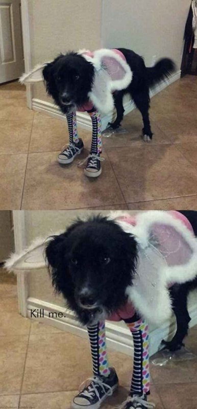 Зеленая собака эмо