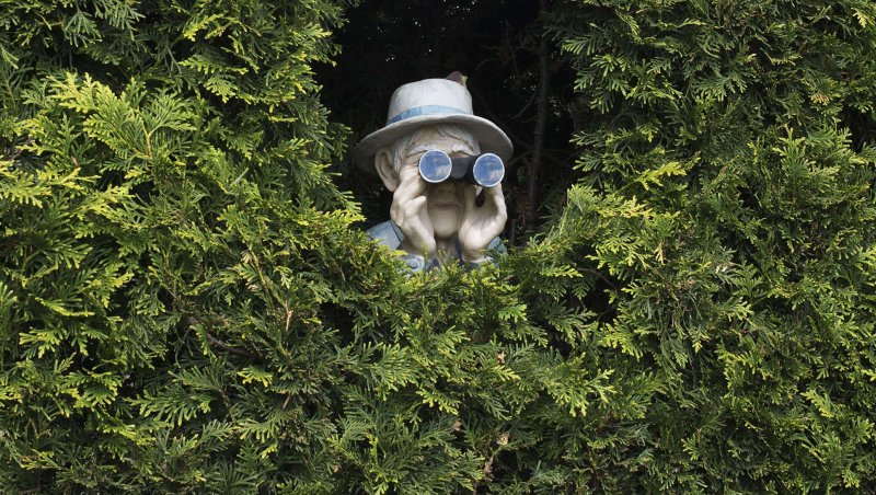 В кустах с биноклем