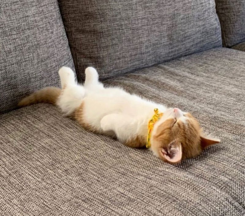 Спящие котята