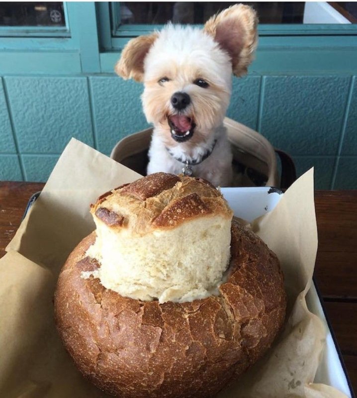 Пес ест хлеб