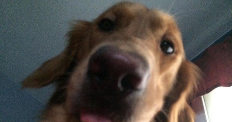 Собака фронталка Мем