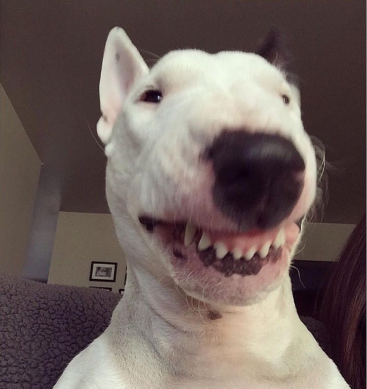 Бойцовский бультерьер убийца