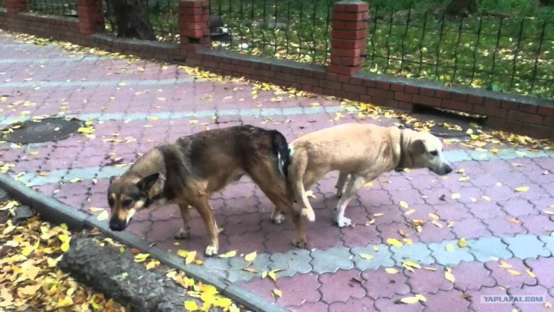 Собаки спариваются