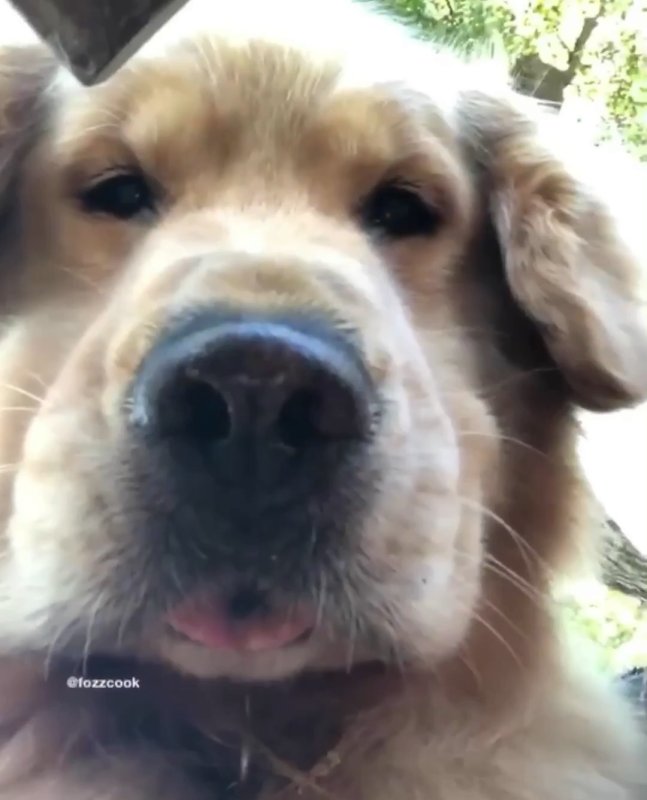 Золотистый ретривер морда